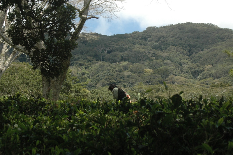 Mazumbai ” Galapagos of Africa”